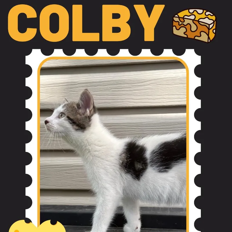 A baby small-sized male White Domestic Short Hair cat named Colby for adoption in Rochester, MN
