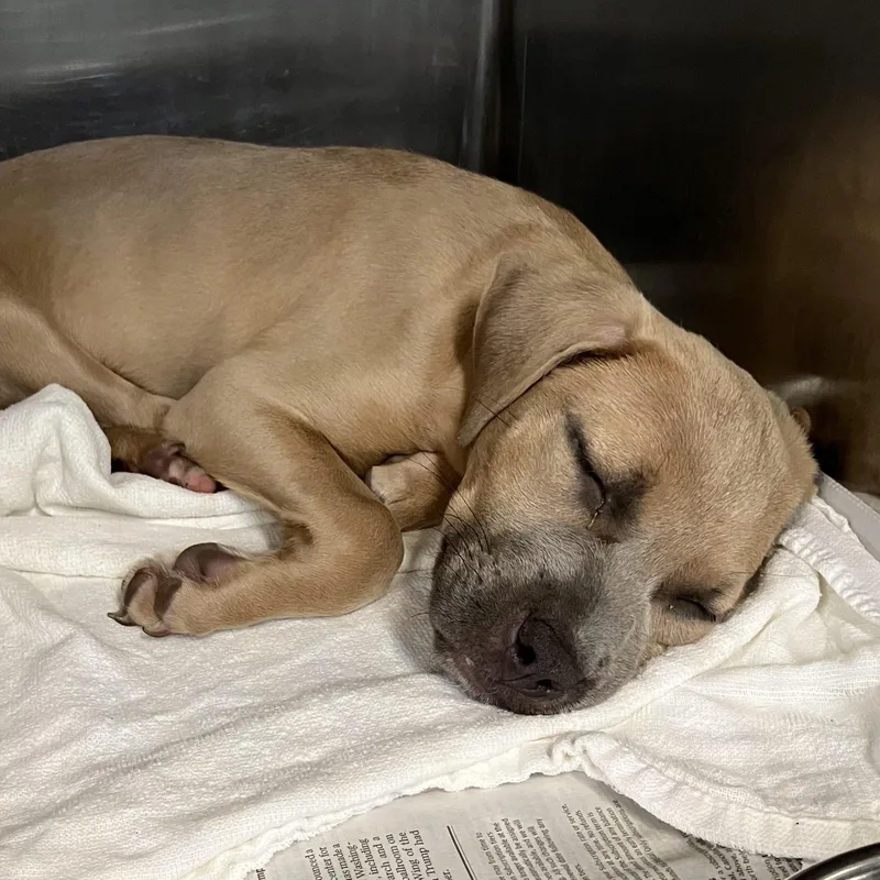 A baby medium-sized female Yellow / Tan / Blond / Fawn Mixed Breed dog named Jessie for adoption in Parma, OH