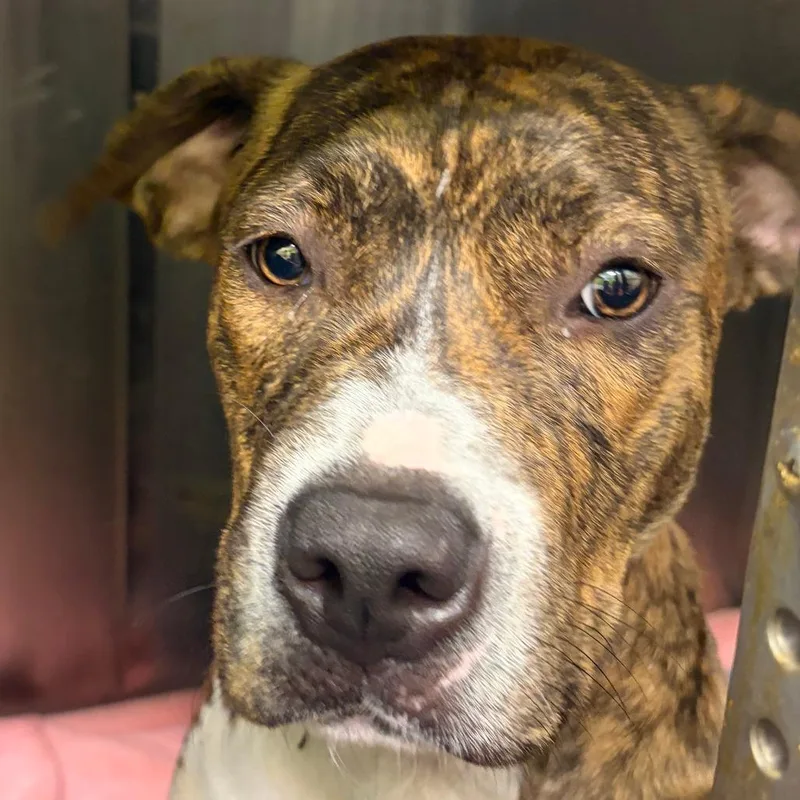 A young medium-sized female Brindle Pit Bull Terrier dog named Lavender for adoption in Austin, TX