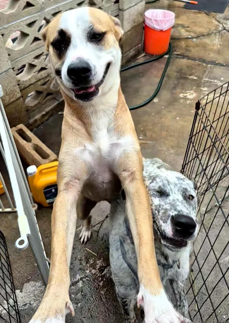 A young medium-sized female Apricot / Beige Cattle Dog dog named Annie Playing With Ace! for adoption in Manhattan Beach, CA