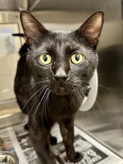 An adult large-sized male Domestic Short Hair cat named Ender Dragon for adoption in Wichita, KS