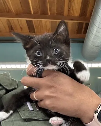 A baby small-sized male Domestic Short Hair cat named Axel for adoption in Santa Monica, CA