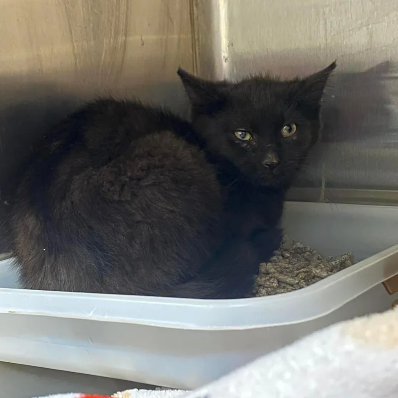 A baby medium-sized female Black Domestic Medium Hair cat named Sassy for adoption in Lake City, MN