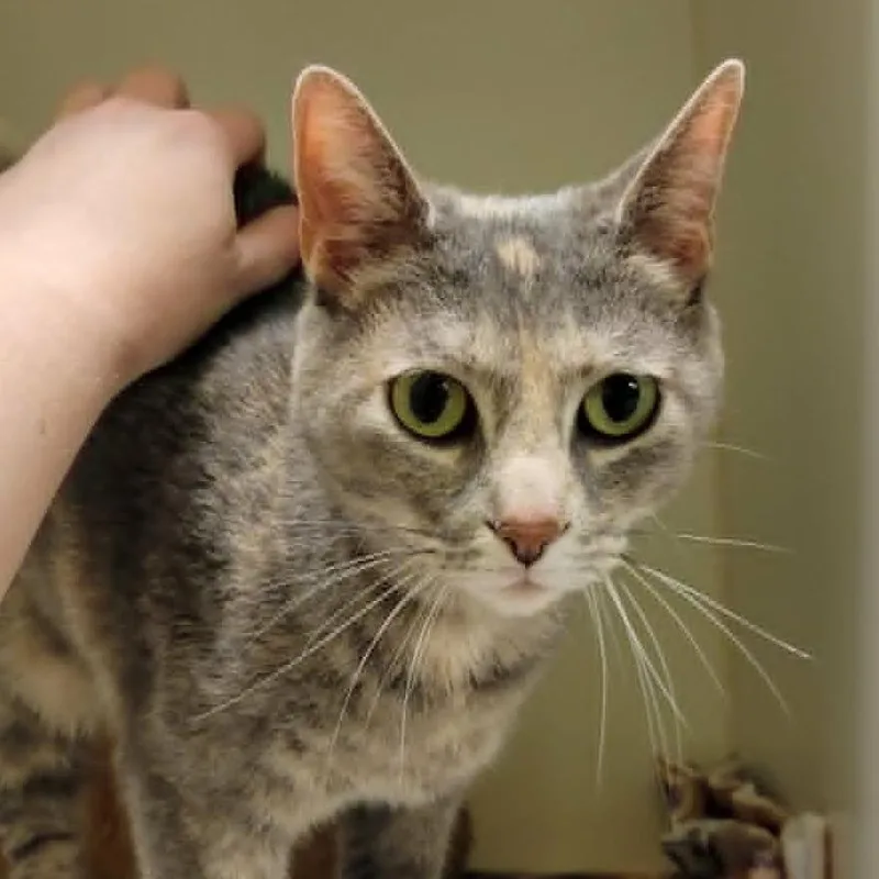 An adult medium-sized female Torbie Domestic Short Hair cat named Ziva for adoption in Columbia, MO