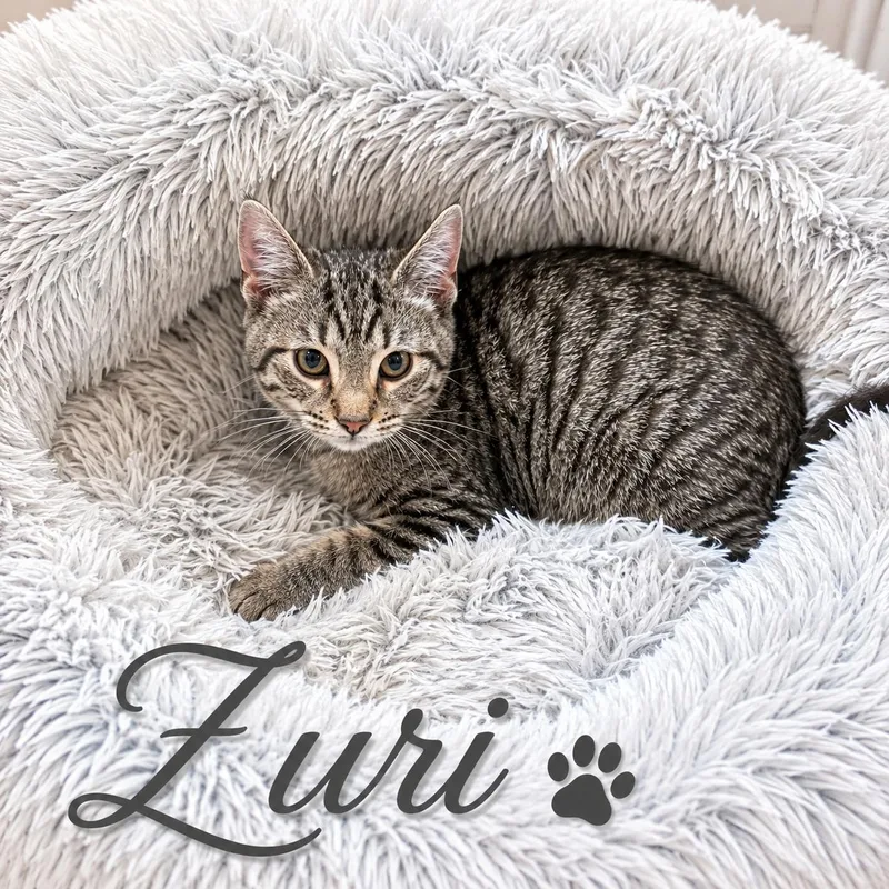 A baby small-sized male Brown / Chocolate Domestic Short Hair cat named Zuri for adoption in Newport, KY