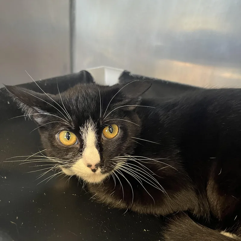 A young medium-sized female Black Domestic Short Hair cat named Wednesday A for adoption in San Andreas, CA