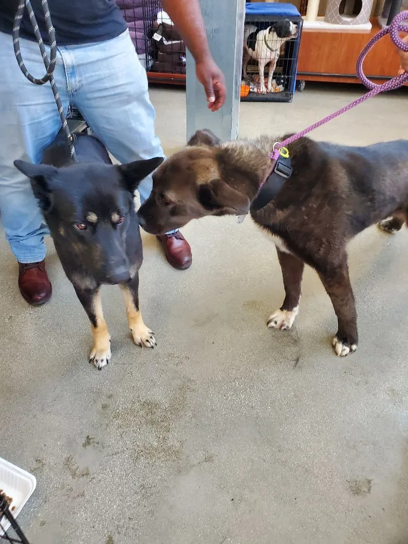 My Fair Lady German thumbnail 4