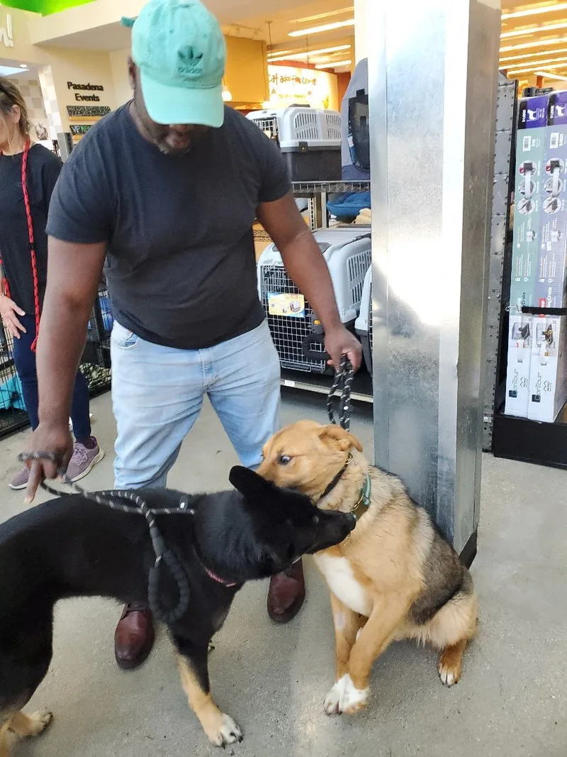 My Fair Lady German thumbnail 5