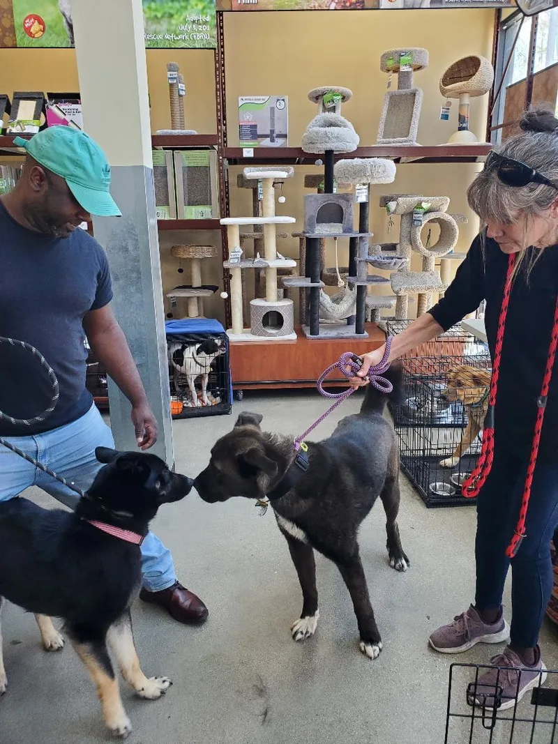 My Fair Lady German thumbnail 6