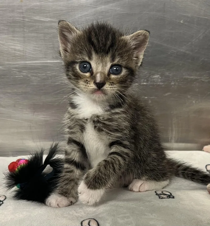 A young medium-sized male Tabby (Buff / Tan / Fawn) Domestic Short Hair cat named Churro for adoption in Gaithersburg, MD