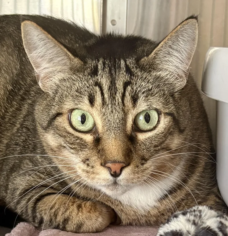 A senior large-sized male Tabby (Gray / Blue / Silver) Tabby cat named INDY and MAXIE for adoption in Prescott, AZ