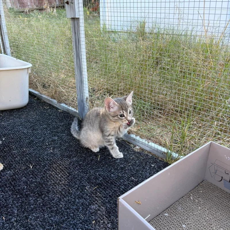 A baby small-sized female Gray / Blue / Silver Domestic Short Hair cat named Jan for adoption in Pleasanton, CA