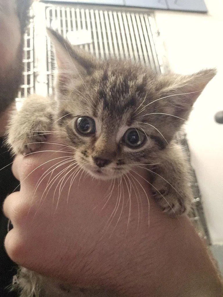 A baby small-sized female Domestic Short Hair cat named FC Blueberry Cobbler for adoption in Glen Allen, VA