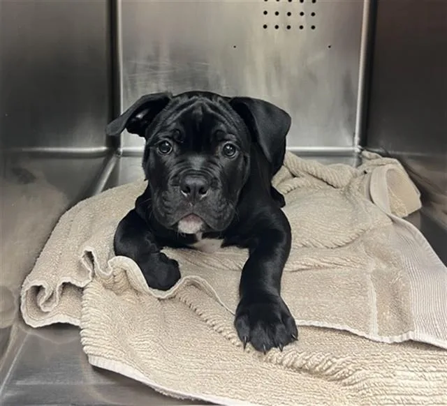 A baby small-sized male Cane Corso dog named Unknown for adoption in Rancho Cucamonga, CA