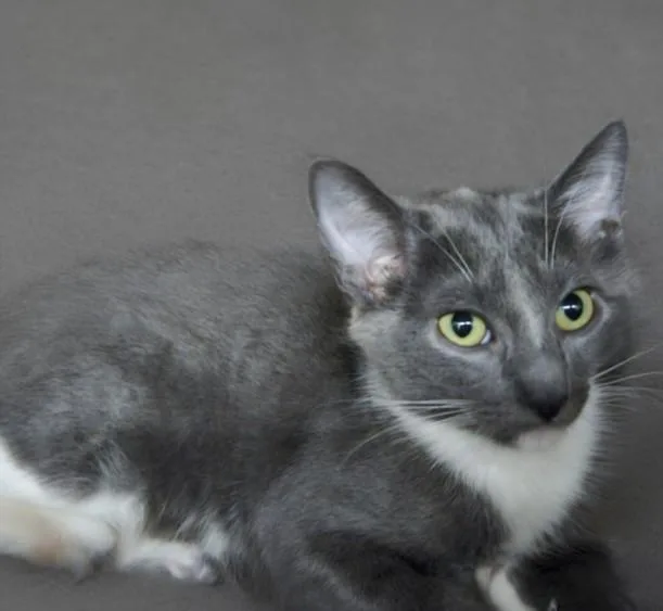 A young small-sized female Domestic Short Hair cat named Melly for adoption in Los Angeles, CA