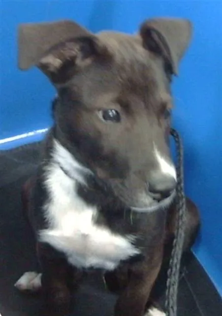 A baby medium-sized male Mixed Breed dog named Rory for adoption in Dallas, TX