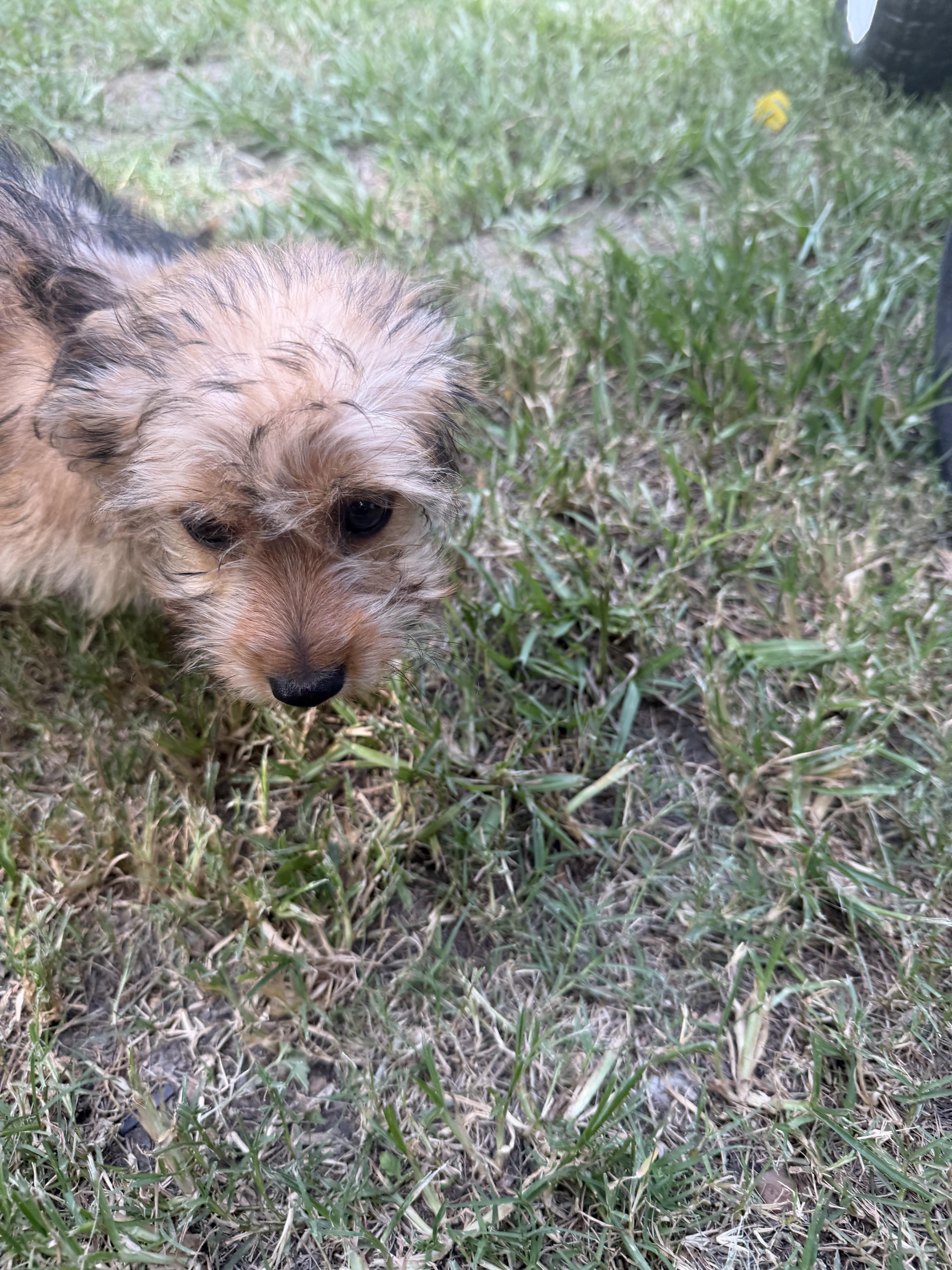 A young small-sized male Miniature Poodle dog named Chancler for adoption in Louise, TX