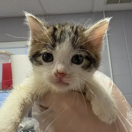 A baby small-sized male Brown / Chocolate Domestic Short Hair cat named Scout for adoption in South Elgin, IL