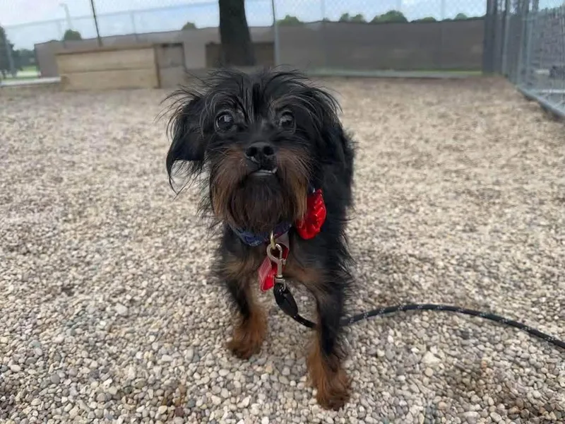 A young small-sized female Black Terrier dog named Goose for adoption in Watertown, WI
