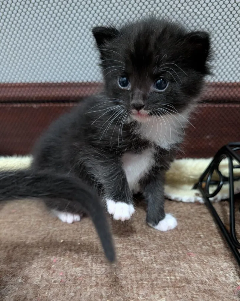 A baby small-sized male Domestic Short Hair cat named Bobby Ray for adoption in Wintersville, OH