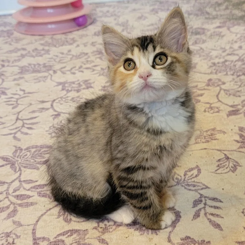 A baby medium-sized female Calico Domestic Short Hair cat named Sasha for adoption in Wyandotte, MI