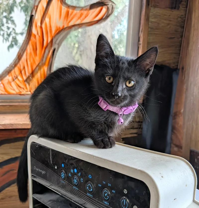 A baby medium-sized male Black Domestic Short Hair cat named Howl for adoption in Washoe Valley, NV
