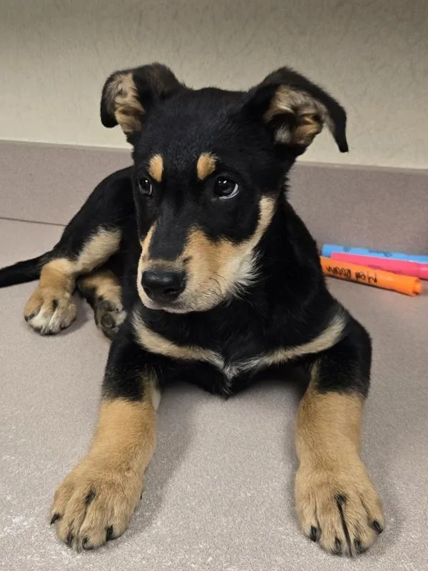 Scout