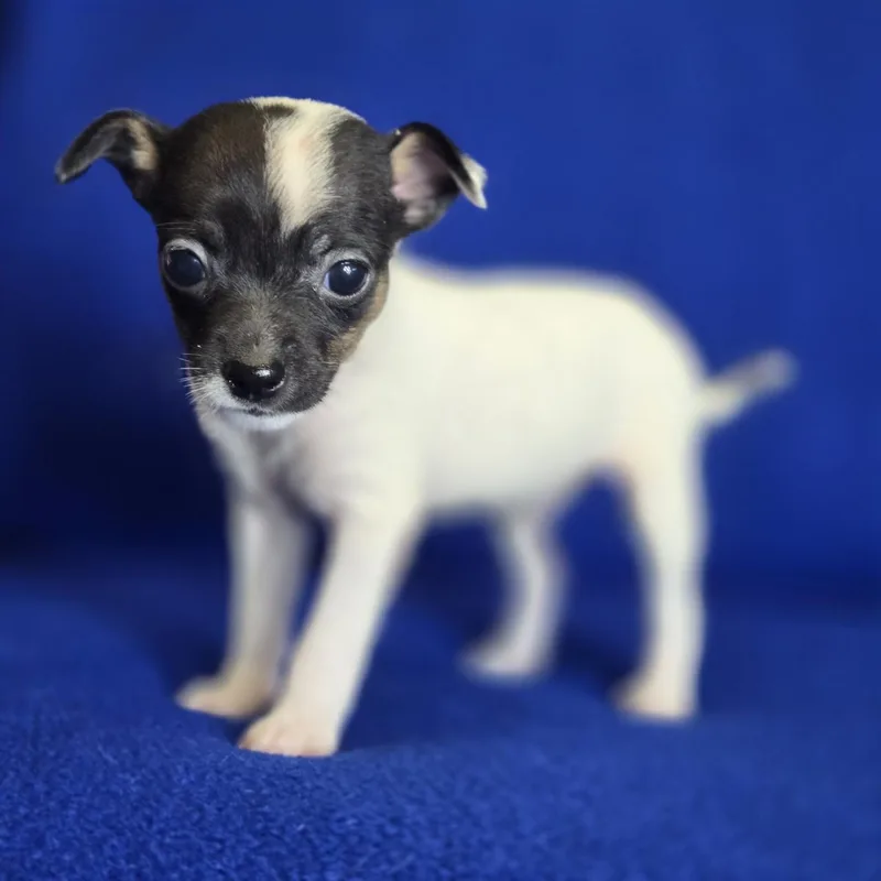A baby small-sized male Black Rat Terrier dog named Trooper for adoption in Mansfield, TX