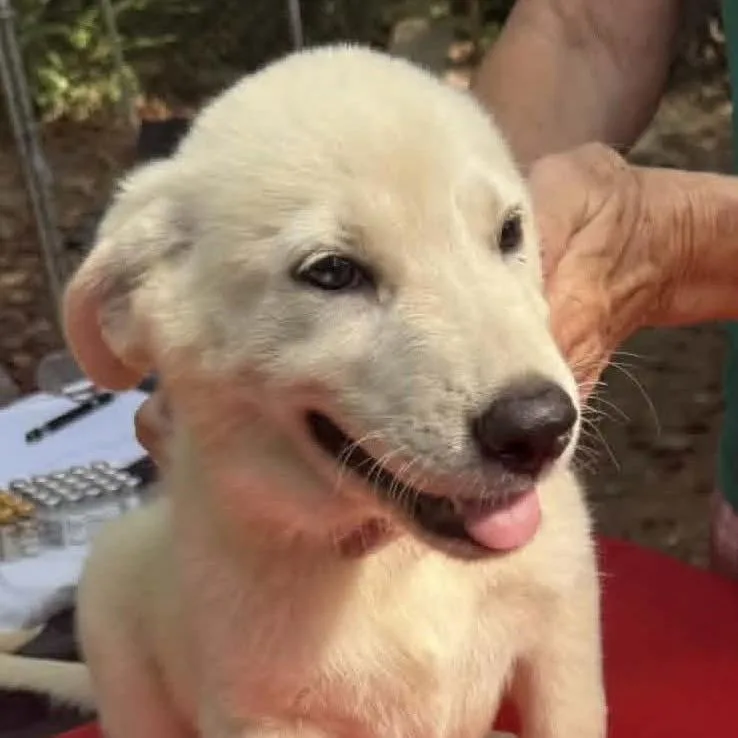 A baby medium-sized female Yellow / Tan / Blond / Fawn Mixed Breed dog named Azalea for adoption in Alexandria, VA