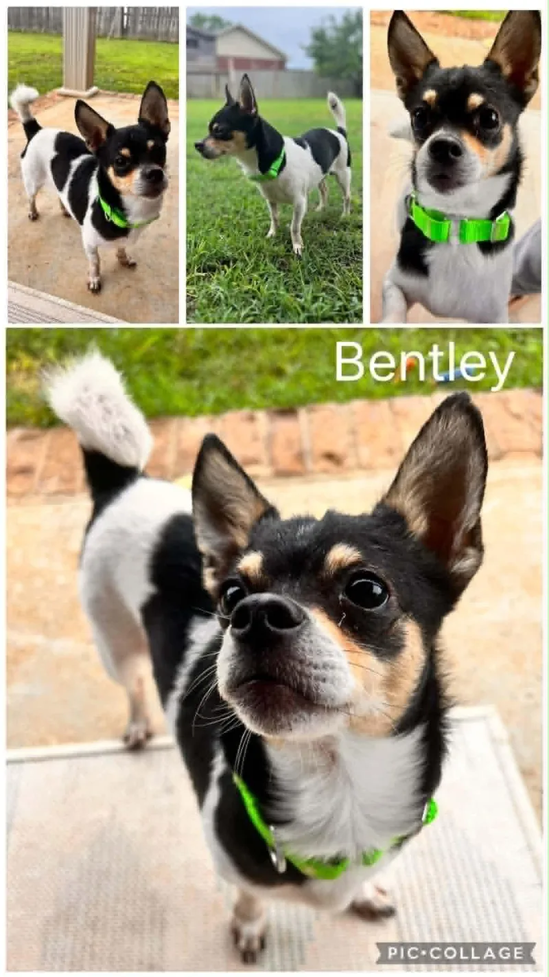 An adult small-sized male Tricolor (Brown, Black, & White) Chihuahua dog named Bentley for adoption in Enterprise, AL