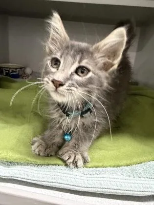 A baby small-sized male Domestic Short Hair cat named Scurvy for adoption in Sacramento, CA