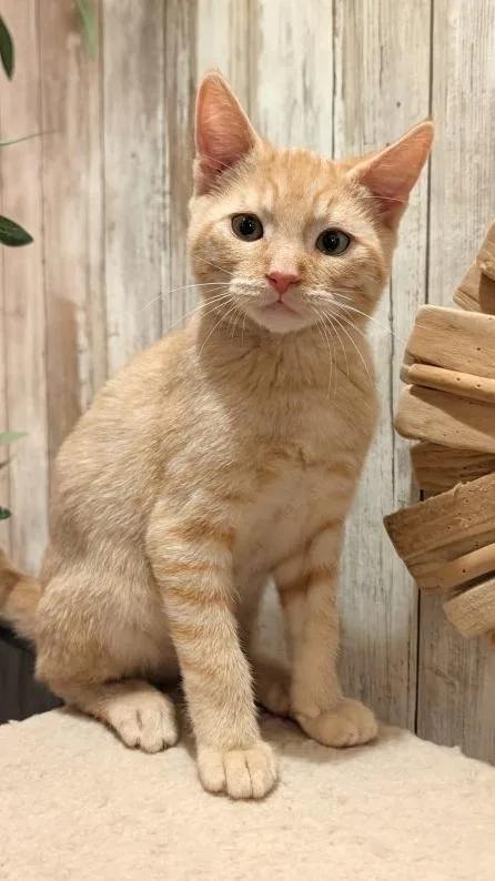 A baby medium-sized male Tabby (Orange / Red) Domestic Short Hair cat named Hero for adoption in Beaverton, OR