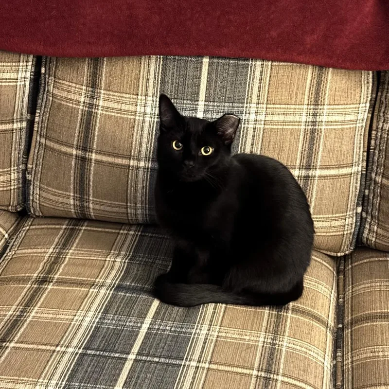 Lei Lani thumbnail 2