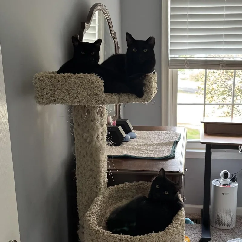 Lei Lani thumbnail 3