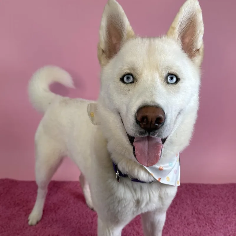 An adult medium-sized male White / Cream Husky dog named Bounty for adoption in Novelty, OH