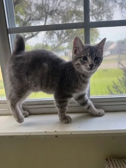 A baby small-sized male Domestic Short Hair cat named Thing for adoption in Columbus, IN
