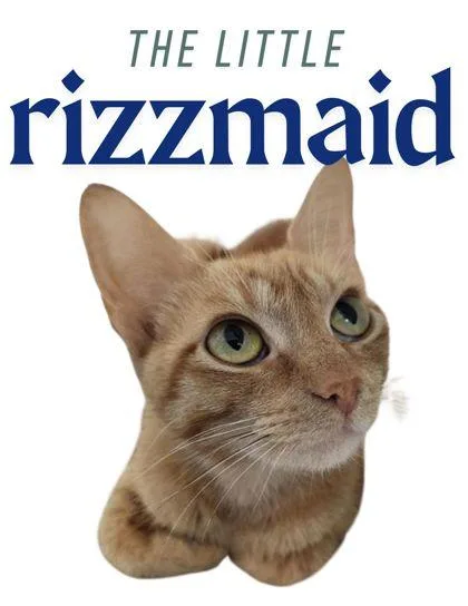 An adult large-sized female Domestic Short Hair cat named The Lil` Rizzmaid for adoption in Columbus, IN