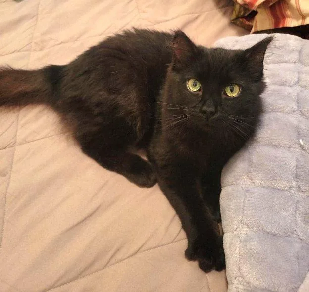A young medium-sized female Black Domestic Medium Hair cat named Gracie for adoption in Anchorage, AK
