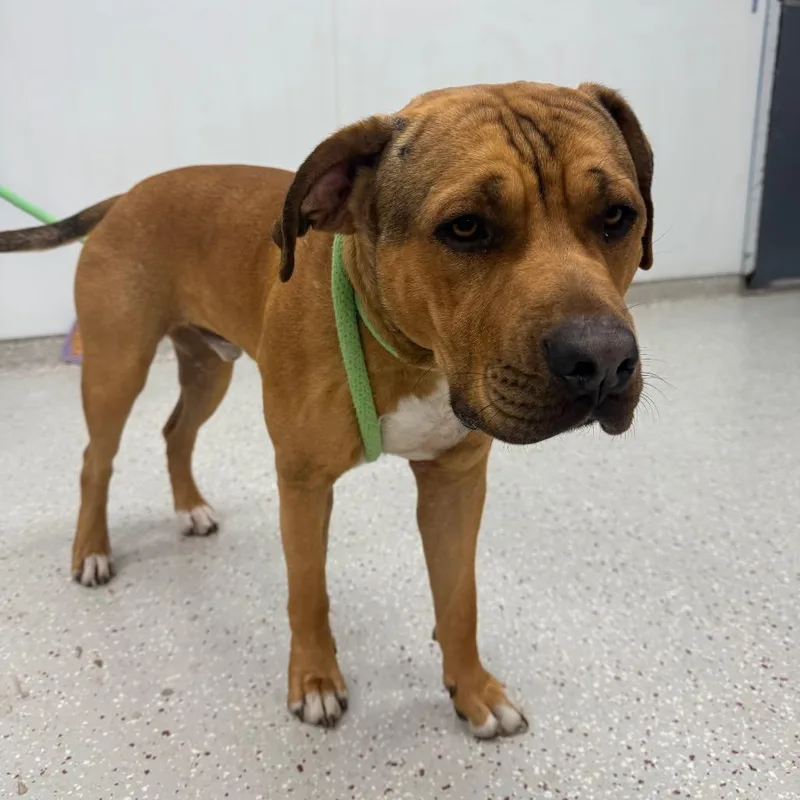 An adult large-sized male Yellow / Tan / Blond / Fawn Mastiff dog named Toast for adoption in Indianapolis, IN
