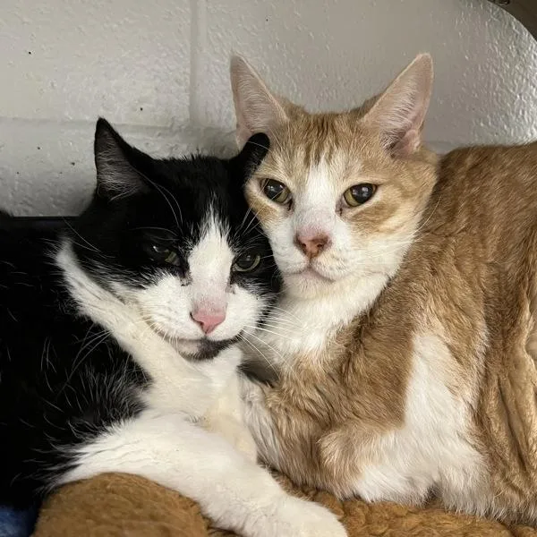 An adult large-sized male Domestic Short Hair cat named Chiney Bonded W for adoption in Silverdale, WA