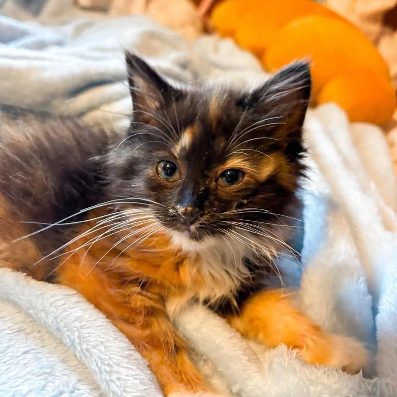 Ginny thumbnail 2