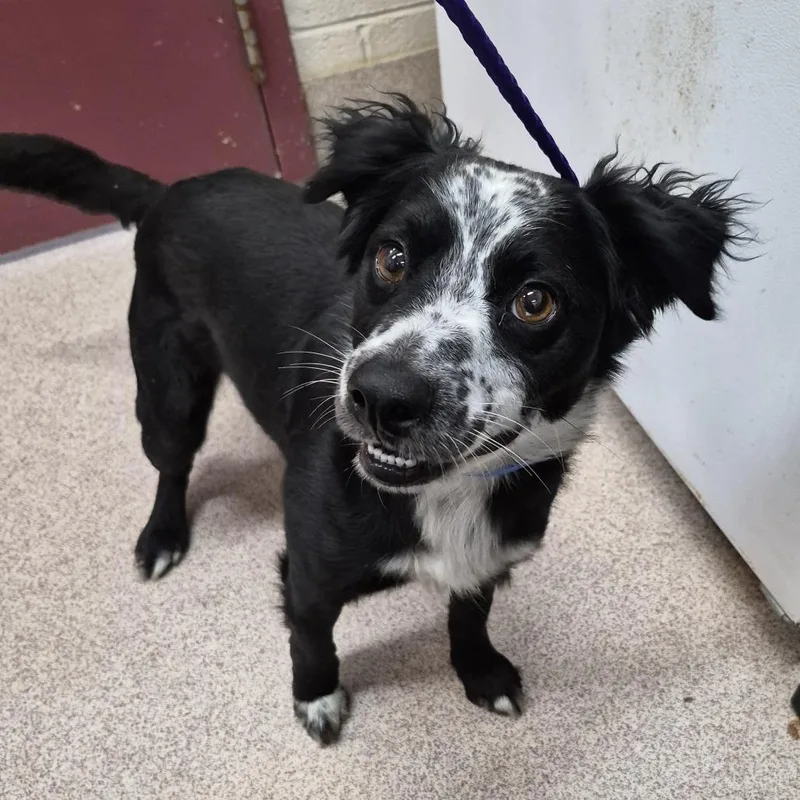 An adult medium-sized male Black Collie dog named Nellie for adoption in Ardmore, OK