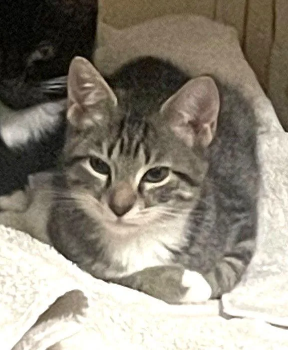 Chad Brown thumbnail 2