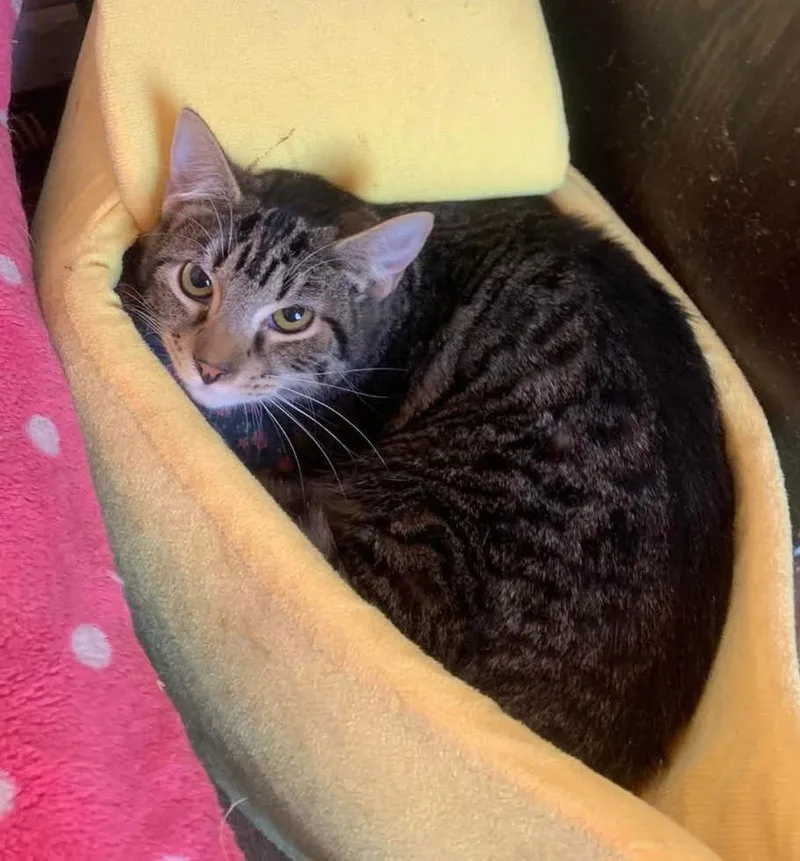 Chad Brown thumbnail 3