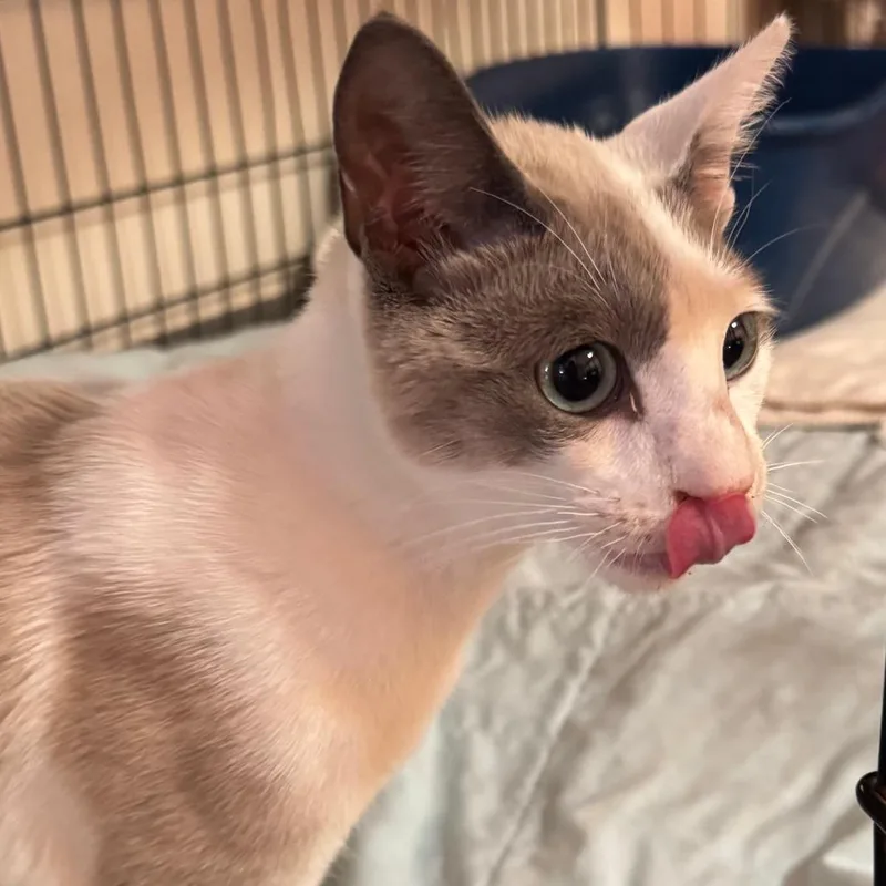 A young medium-sized female White Siamese cat named Phoebe for adoption in Tucson, AZ