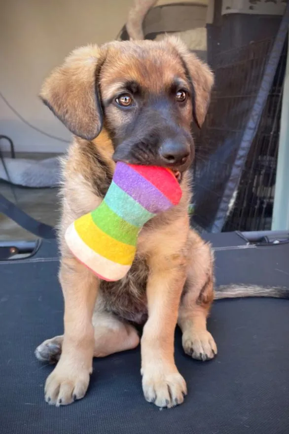 A baby large-sized male German Shepherd Dog dog named Finnegan for adoption in Oakland, CA