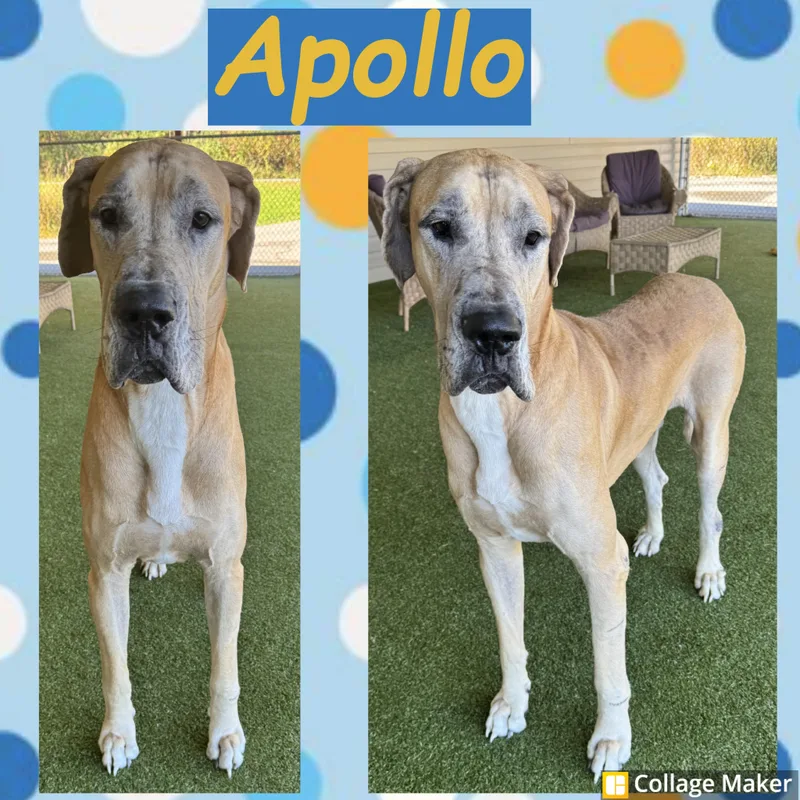 An adult extra large-sized male Apricot / Beige Great Dane dog named Apollo for adoption in Clearfield, PA