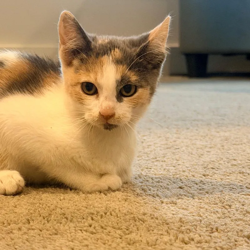 A baby small-sized female Gray / Blue / Silver Domestic Short Hair cat named Crunchy for adoption in Columbiana, AL