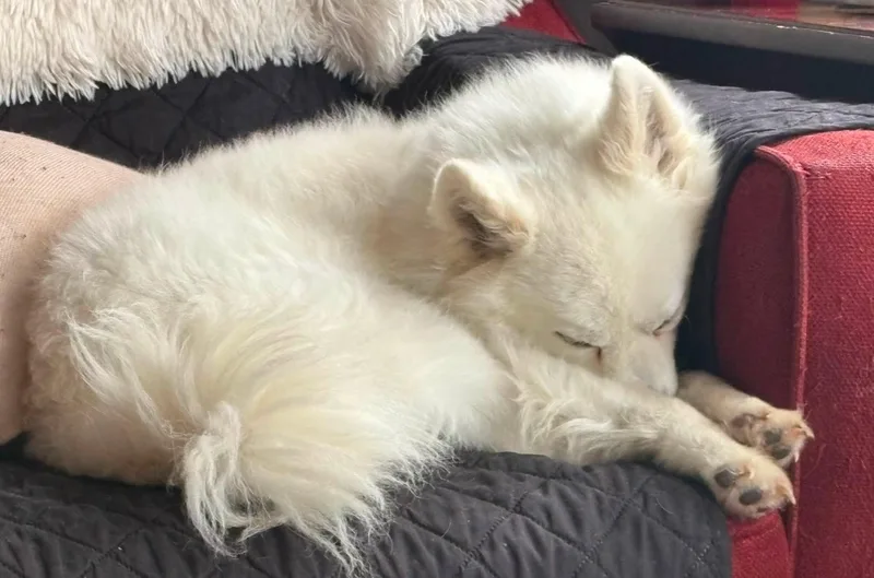 An adult small-sized male Pomsky dog named Snowy for adoption in Coatesville, PA