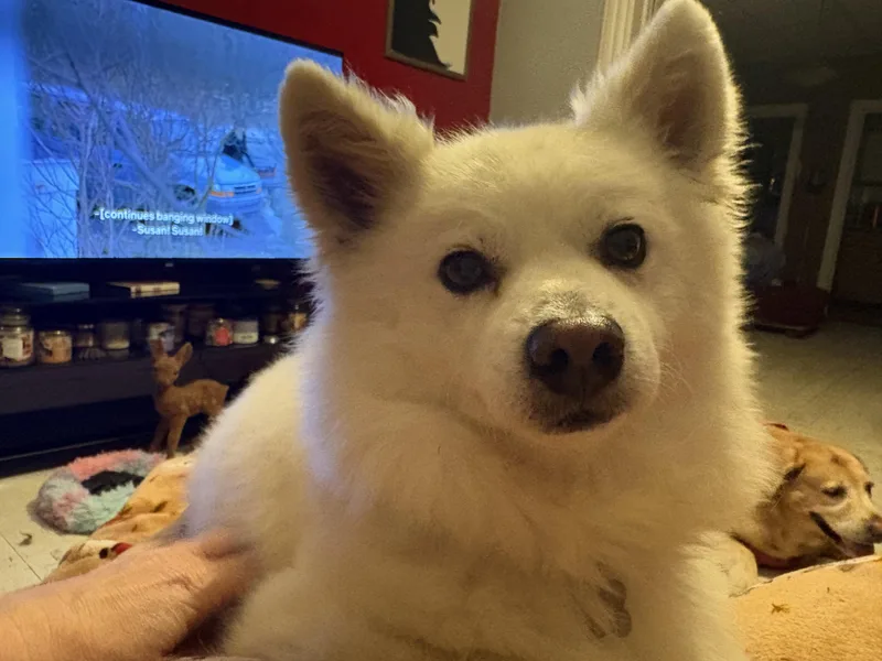 Snowy thumbnail 2